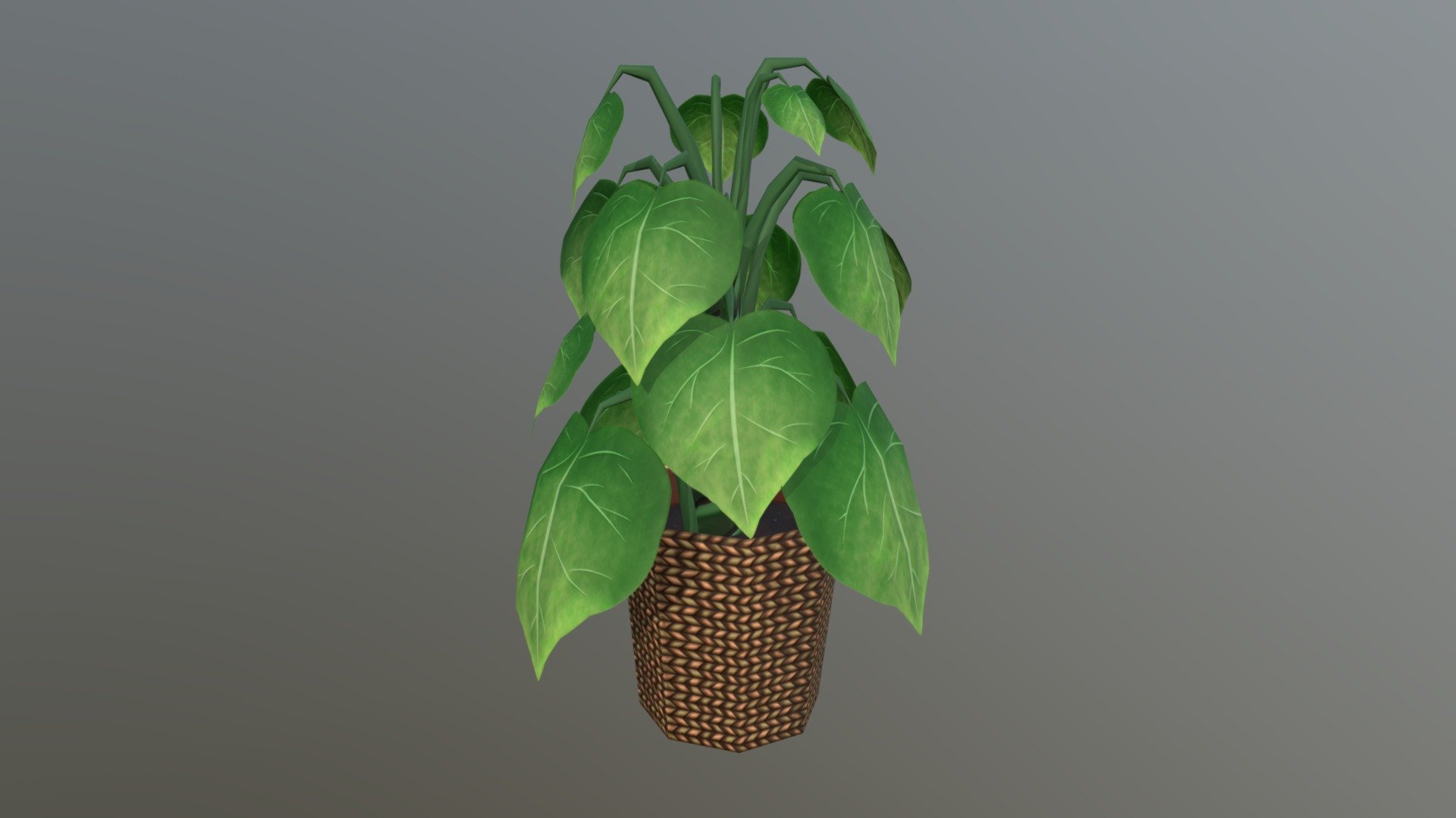 Indoor Plant