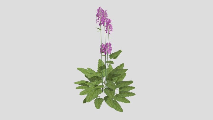 Stachys monieri 'Hummelo'_A 3D Model