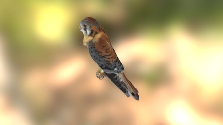 Falco sparverius 3D Model