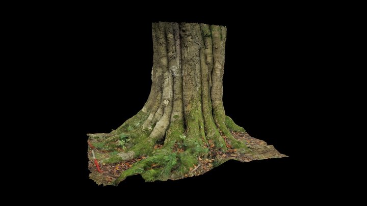 The Greenhill Primary School Tree in Graves Park 3D Model