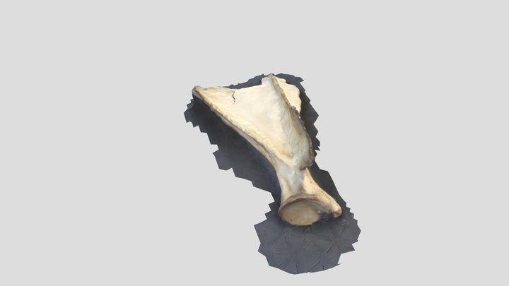 deer scapula 3D Model