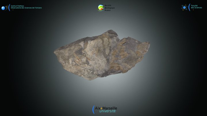 Graptolite - Didymograptus sp.
