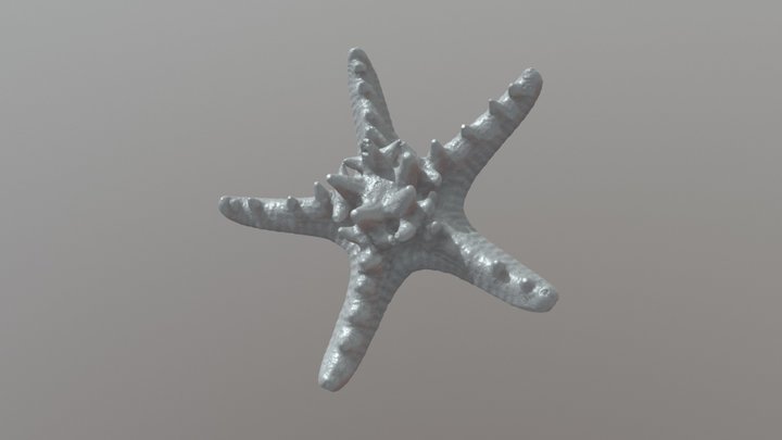 Sea Star 3D Model