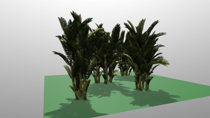 Bactris Major 3D Model