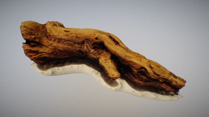 Old tree branch 3D Model