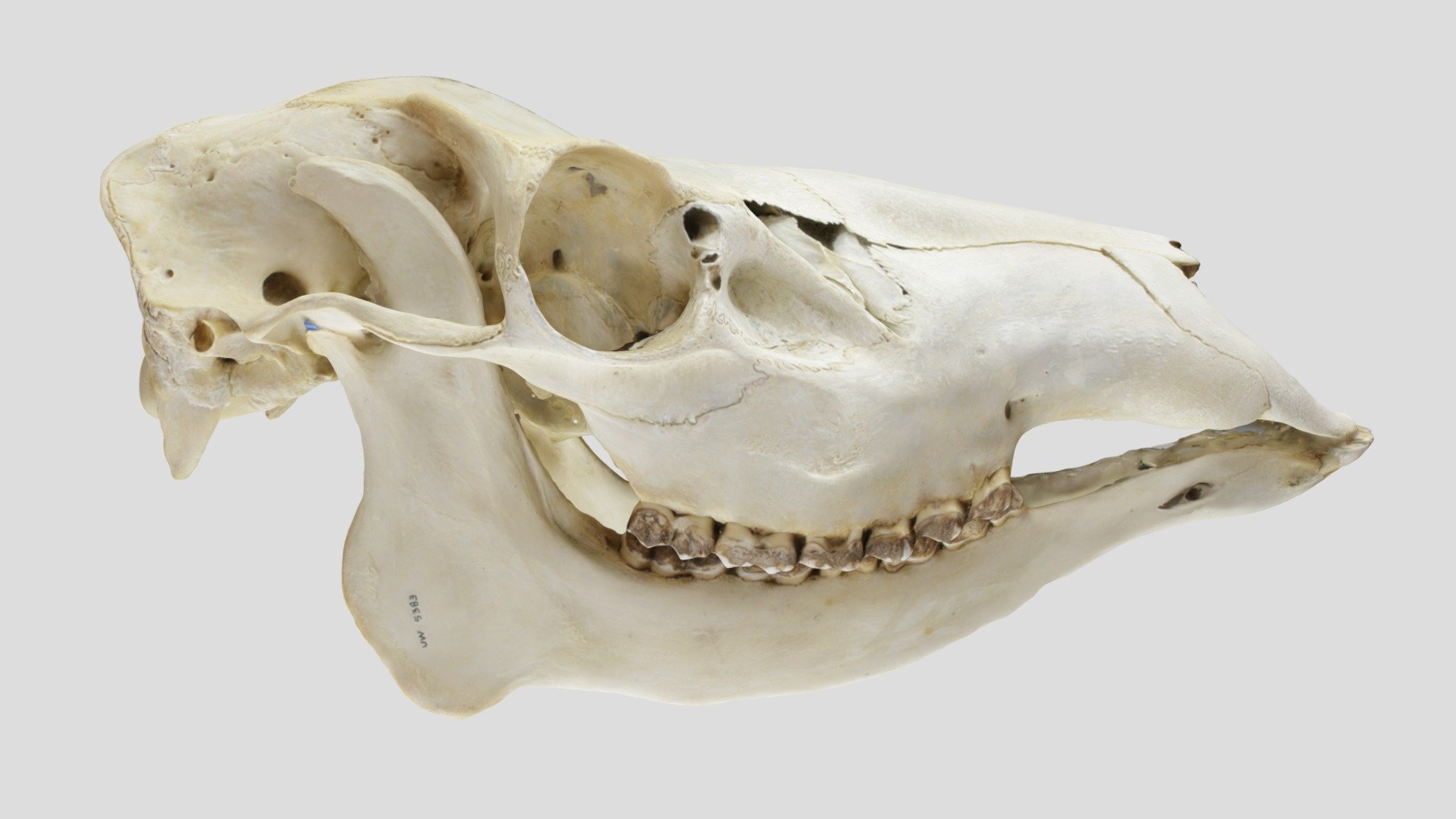 UWYMV5383, Cervus elaphus, skull Download Free 3D model by