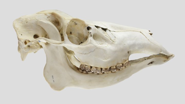 UWYMV:5383, Cervus elaphus, skull 3D Model