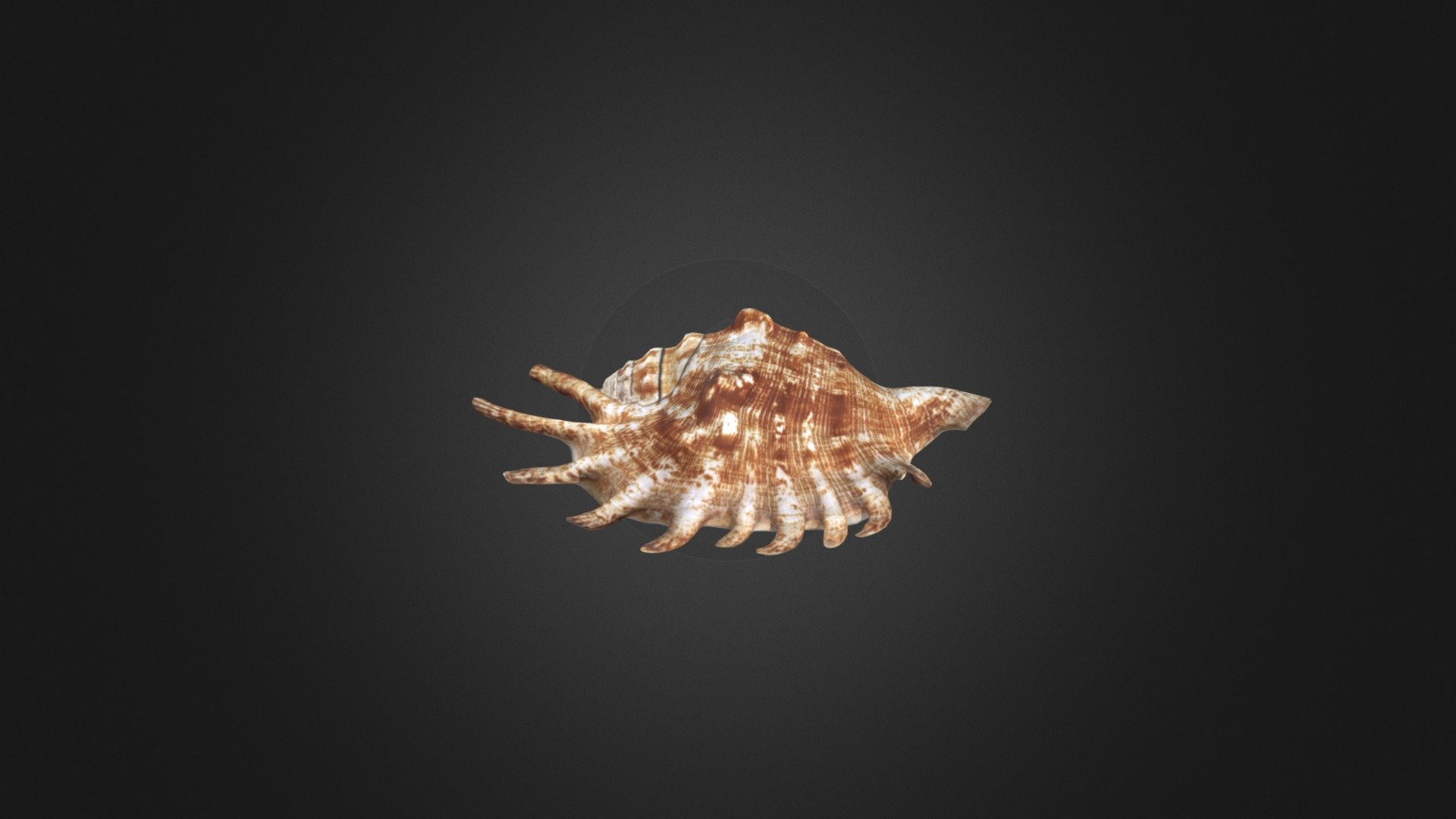 65230053_fluid_sim_shell - Download Free 3D model by 654230053 [0c34cc8 ...