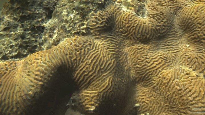 Coral fragment – Free 3D Model STL