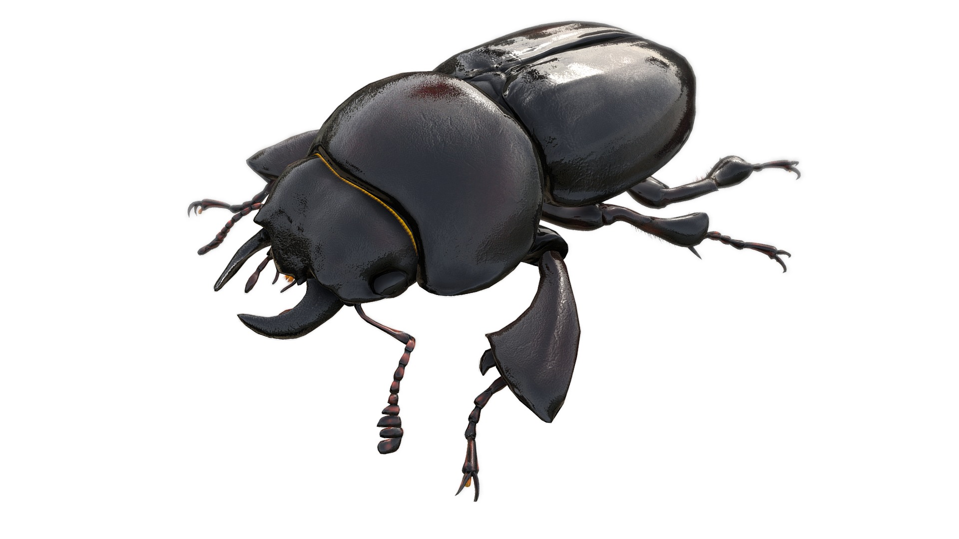 3D model Apterocyclus honoluluensis - This is a 3D model of the Apterocyclus honoluluensis. The 3D model is about a black and yellow beetle.