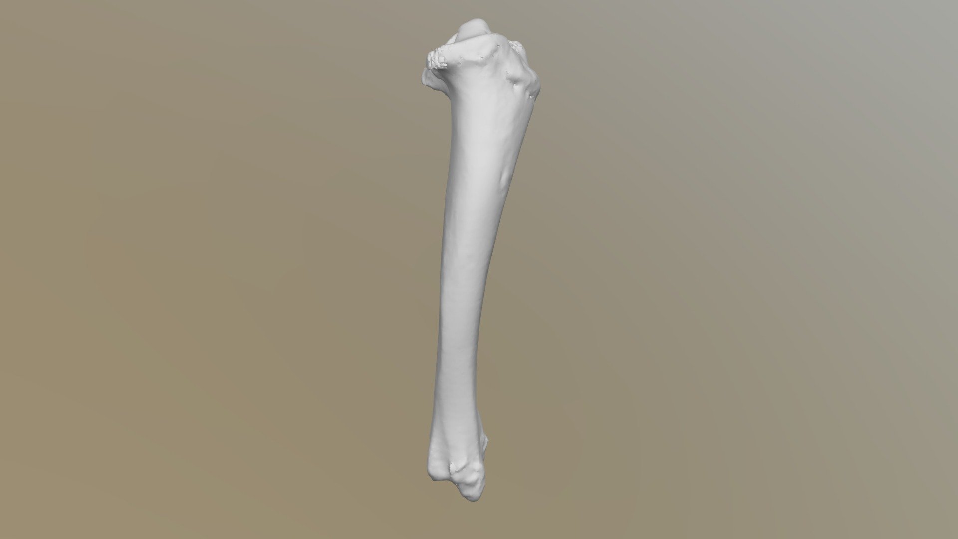 RH_tibia - 3D model by thebadlizard [0c3c759] - Sketchfab