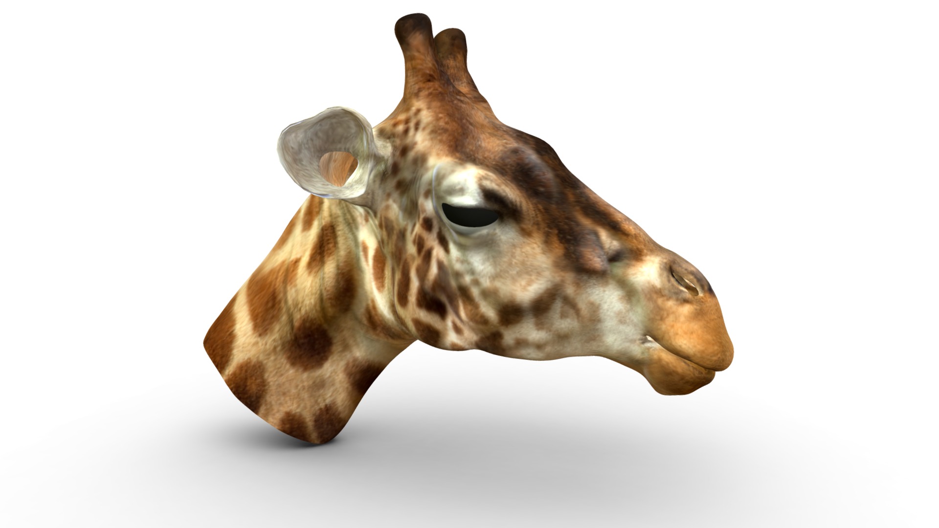 3D model Giraffe - This is a 3D model of the Giraffe. The 3D model is about a giraffe with its head tilted.