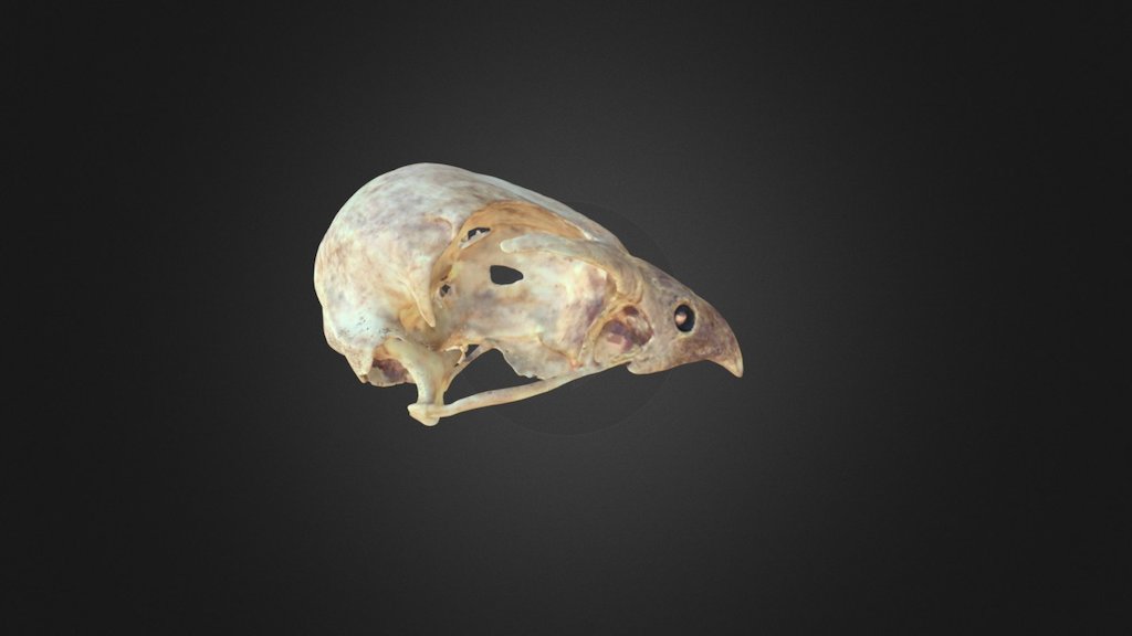 Falco biarmicus, skull