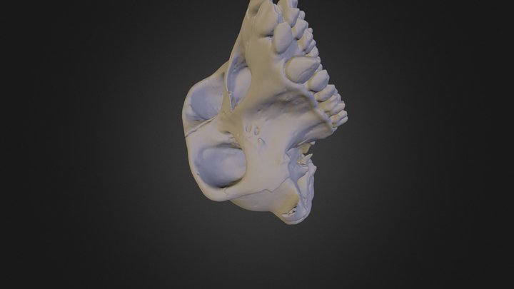 USNM396936 Cranium -600 3D Model