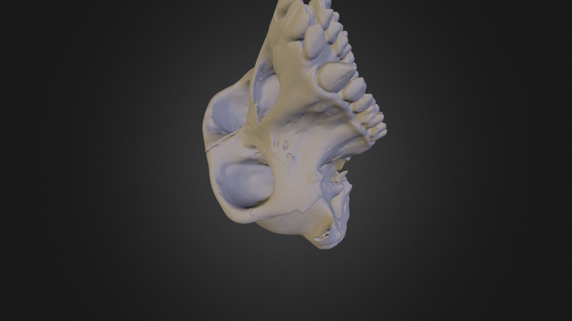 USNM396936 Cranium -600