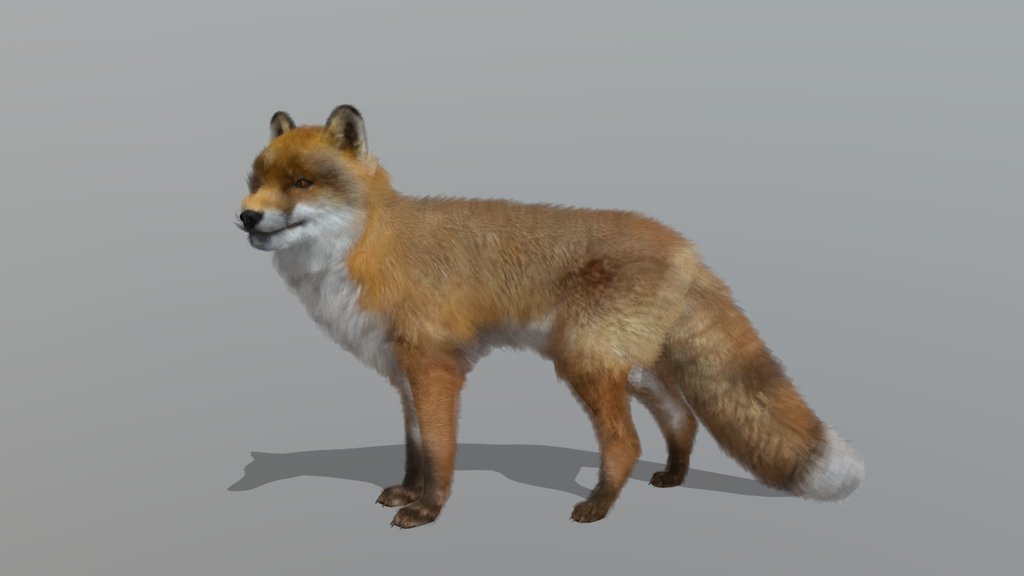 Fox – Realistic Animated 3D Model