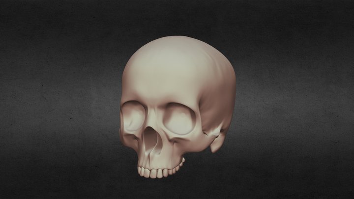 Skull 3D Model