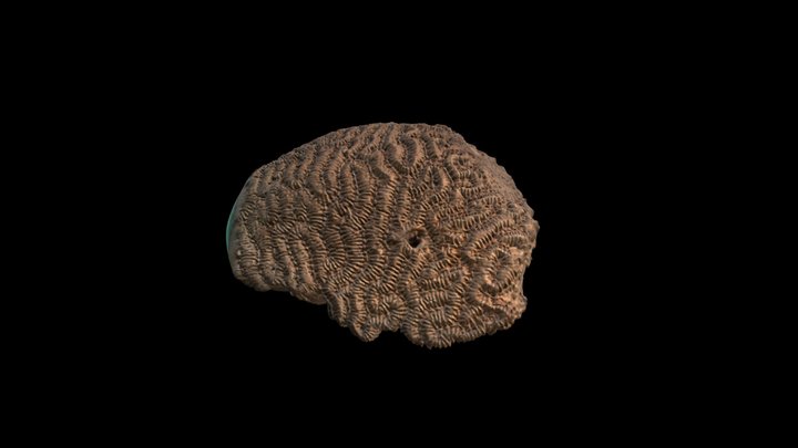 Leptoria phrygia (Ellis and Solander, 1786) 3D Model