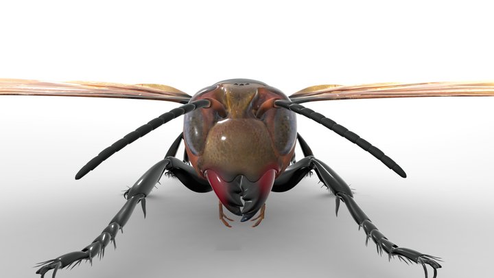 Vespa Mandarinia Nobilis