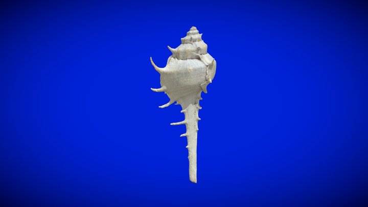 Seashell (Murex troscheli) / 貝殻（アクキガイ） 3D Model