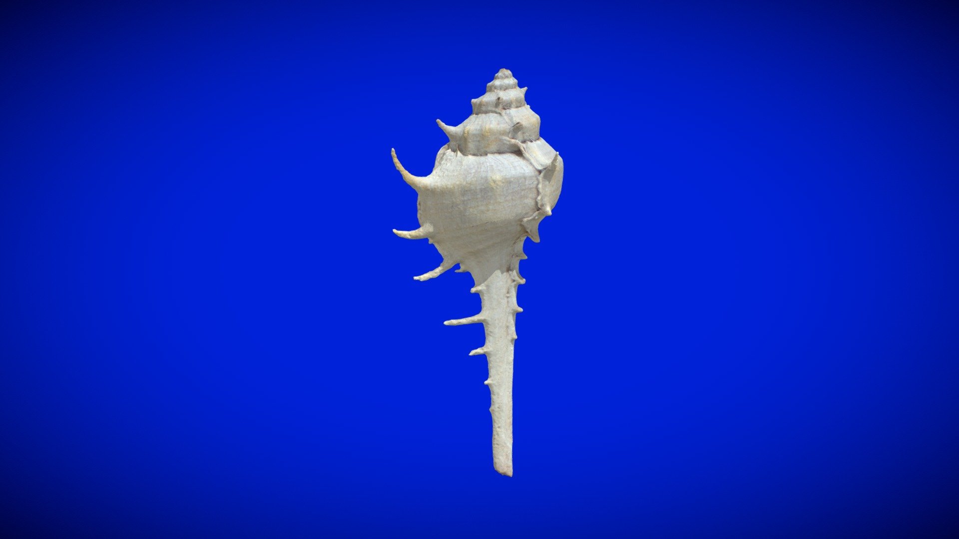 Seashell (Murex troscheli) / 貝殻（アクキガイ）