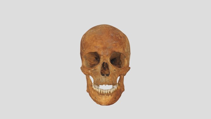 Czaszka 3D Model
