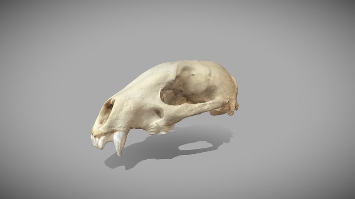 Cráneo de tejón europeo, meles meles. 3D Model