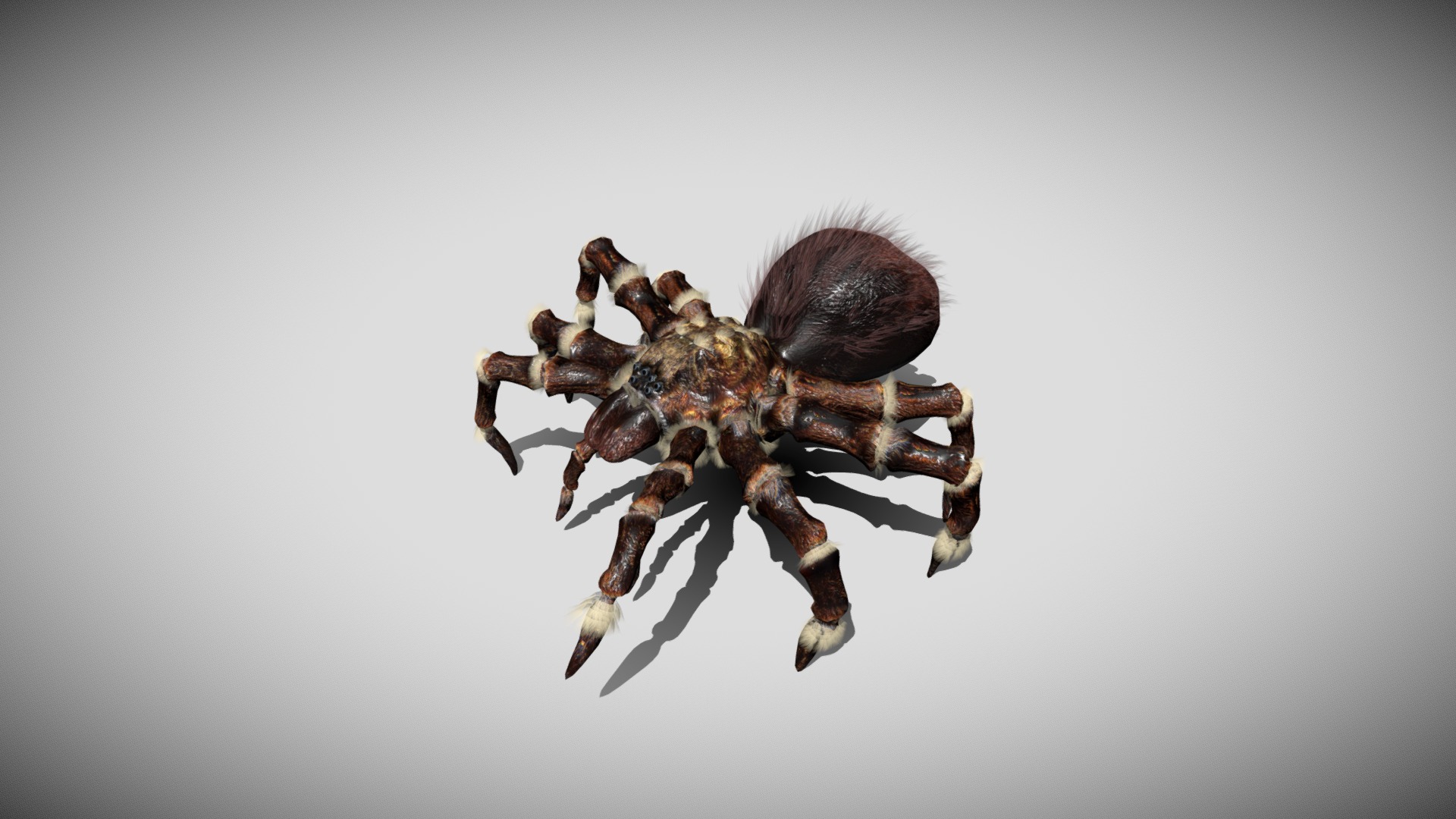 3D model Furry Spider with animations - This is a 3D model of the Furry Spider with animations. The 3D model is about a close up of a crab.