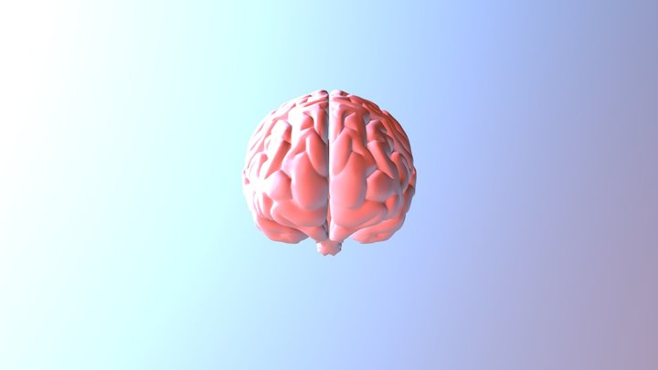 Gehirn 3D Model