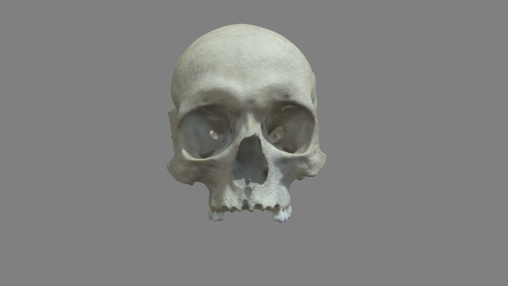 Skull (Part)