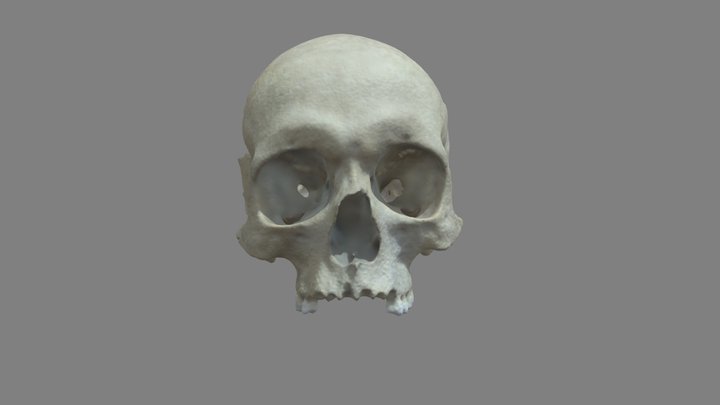 Skull (Part) 3D Model