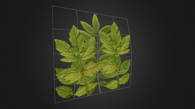 Leaves 2 3D Model