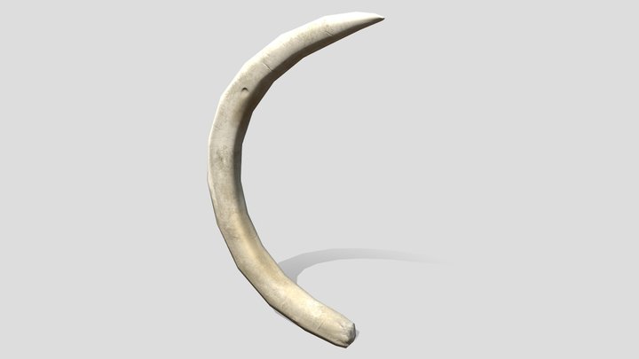 Boar Tusk 3D Model