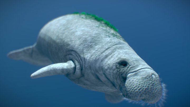 West Indian Manatee 3D Model