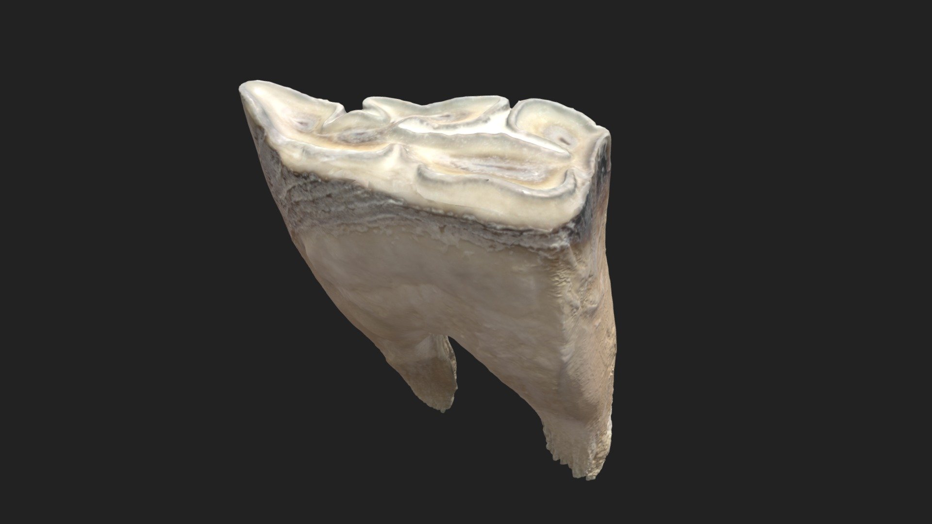 2nd cheek tooth (2nd premolar) horse (lower jaw) - Download Free 3D ...