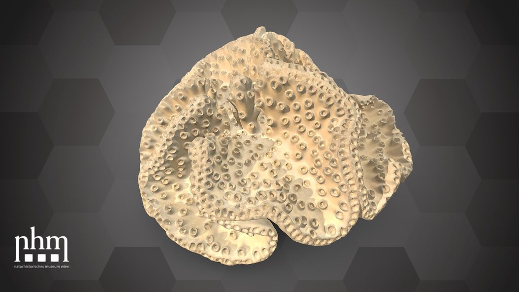 Disc coral (NHMW-ZOO-EV-0000230)