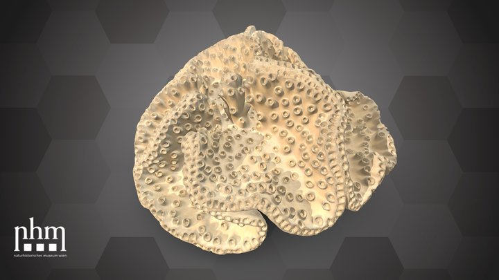 Disc coral (NHMW-ZOO-EV-0000230) – Gratis 3D-model STL