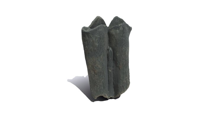 Bison fossil, iceage