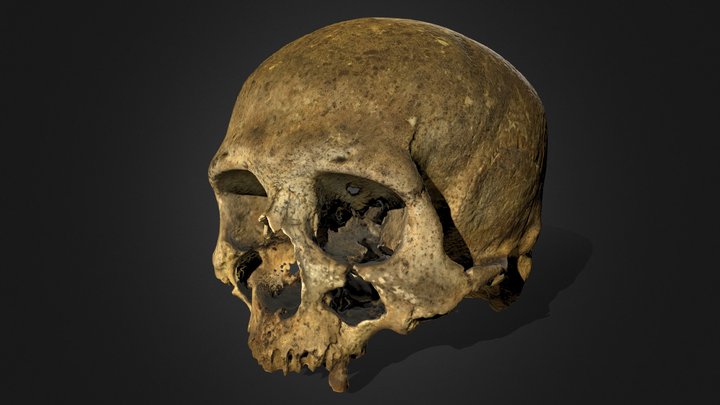 Cranium, Acharole, Caithness (Hunterian Museum) 3D Model
