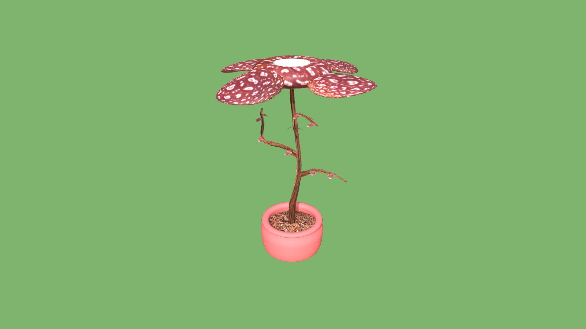 Plant