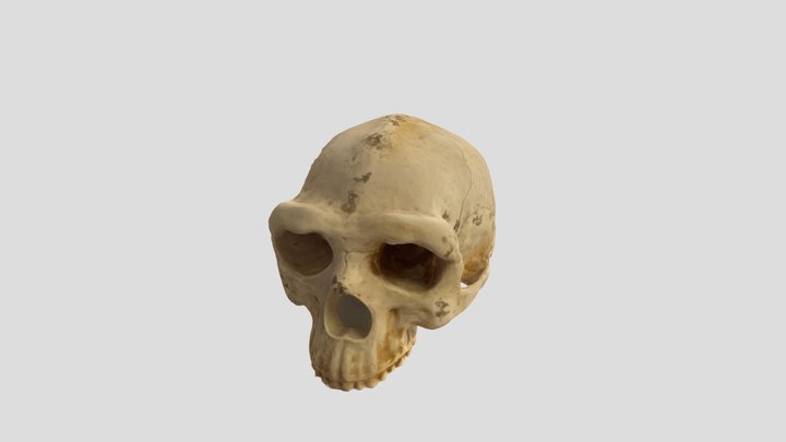 Homo erectus nettoyé 3D Model