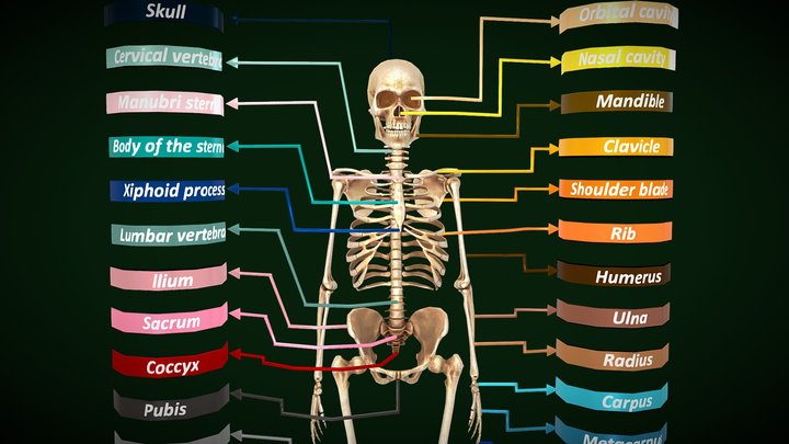 Skeleton - Names of Human Skeleton 3D Model