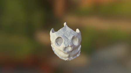 Turtle skull 3D Model