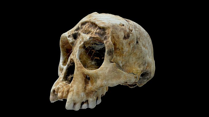 Homo Floresiensis 3D Model