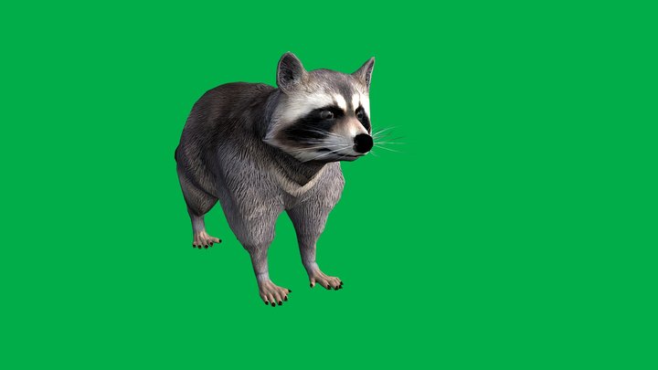 Raccoon – Free 3D Model STL