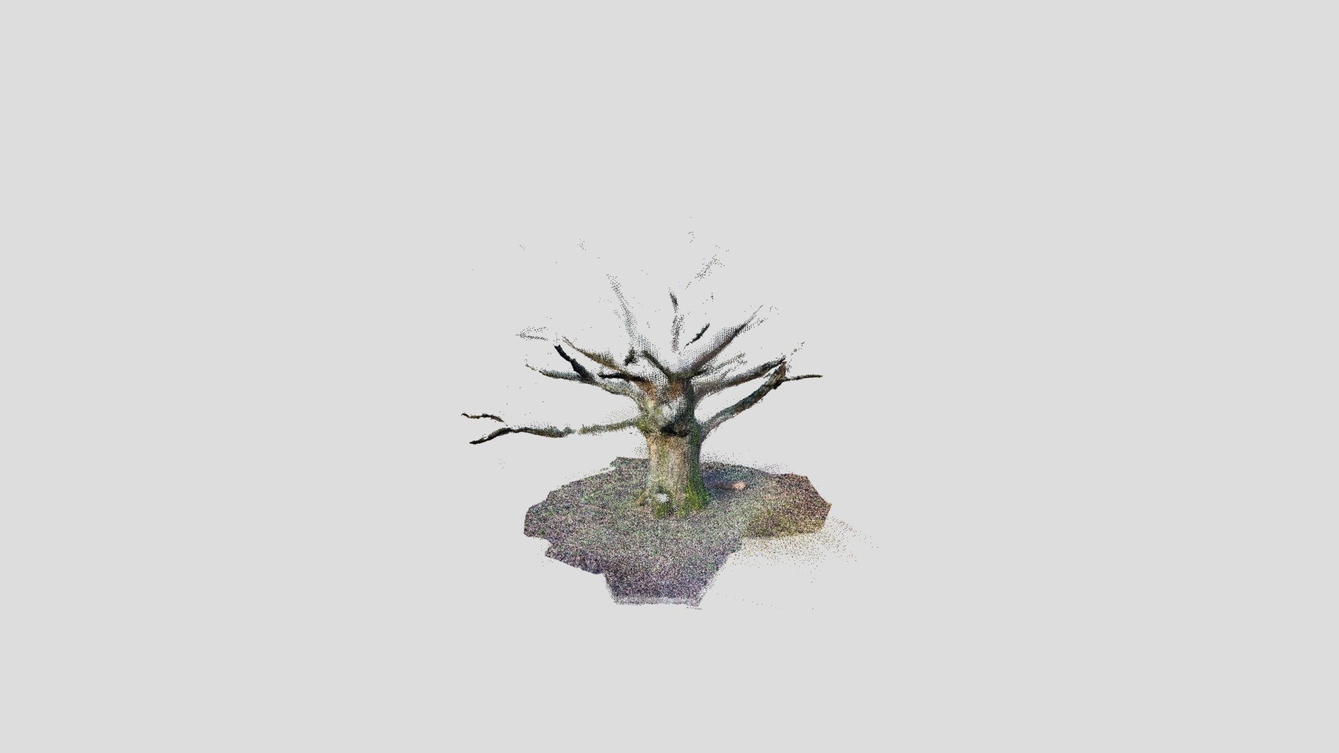cinderhill oak
