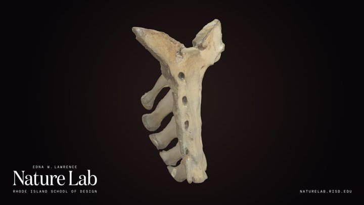 Horse Sacrum