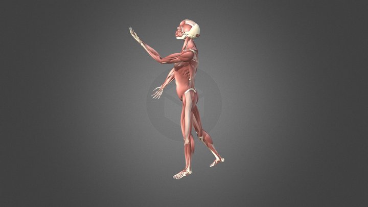 Vesalius Muscle Man 3D Model