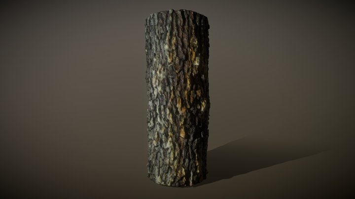 Section of pine tree 3D Model