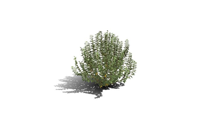 Realistic HD Green ivy bushy (8/10) 3D Model